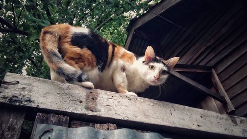 Close-up of cat on wood