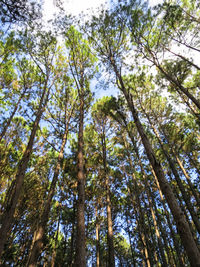 Low angle view of bamboo trees