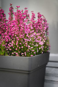 Close-up of pink flowering plant in pot