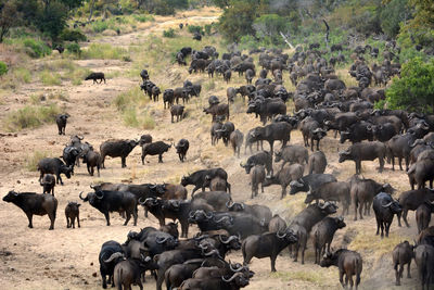 Flock of sheep walking on grass