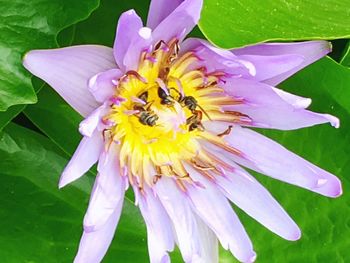Close-up of pink flower