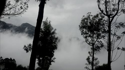 Low angle view of trees against sky