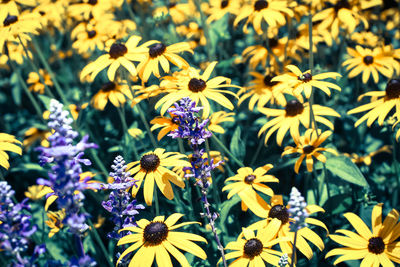 Close-up of honey bee on yellow flowers