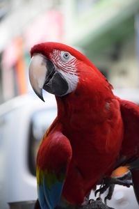 Close-up of macaw perching outdoors