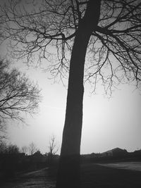 Bare trees against sky