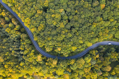 High angle view of yellow flowering plants by road