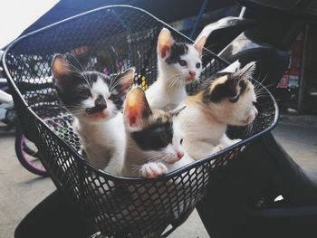 High angle view of cats in basket
