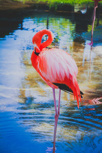 Close-up of duck in lake