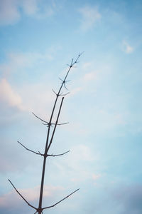 Low angle view of silhouette tree against sky