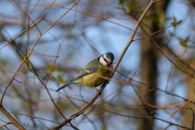 Bird perching on branch