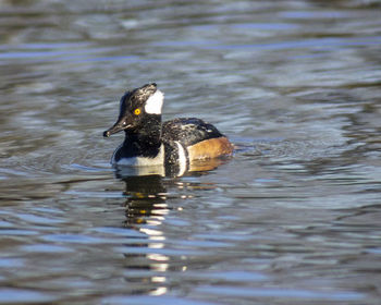 Duck swimming in lake