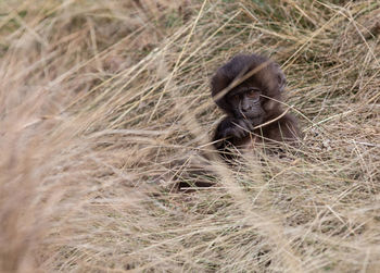 Monkey sitting in a field