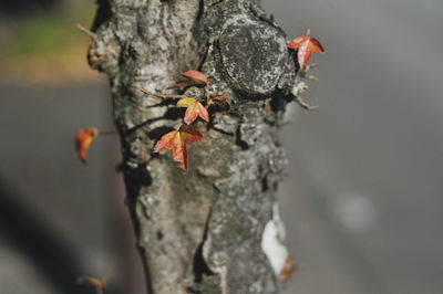 Close-up of insect on tree trunk