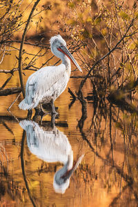 Close-up of a bird