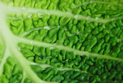 Close up of green plant