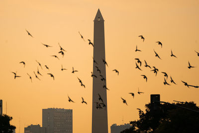 Low angle view of birds flying against clear sky