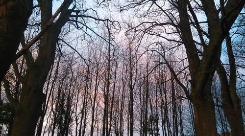 Low angle view of trees against sky