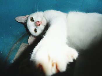 Close-up portrait of white cat