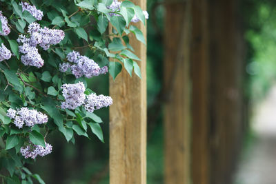 Blooming lilac in the park, blurred wooden construction on background. summer fragrant lilac flowers