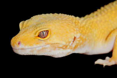 Close-up of yellow turtle on black background