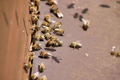 Close-up of bee on the beach