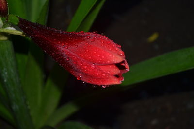 Close-up of wet red flower