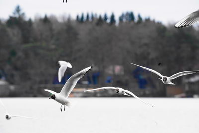 Seagulls flying in the sky