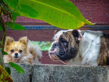 Close-up of dog