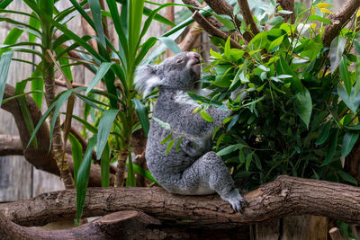 Koala sitting on branch