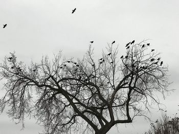 Low angle view of eagle flying against clear sky