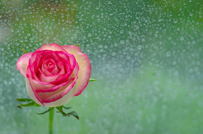 Blooming pink rose at window that have rain drop in monsoon season.