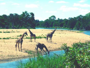 Horses on grass by trees against sky