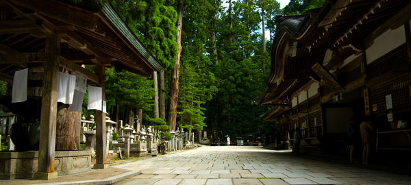 Walkway amidst trees against sky