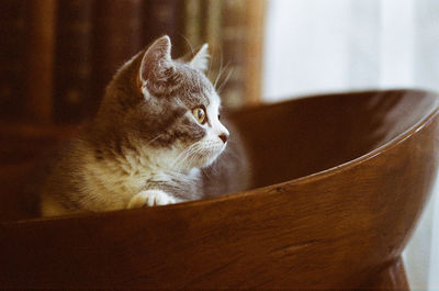 Close-up of cat in wooden chair at home