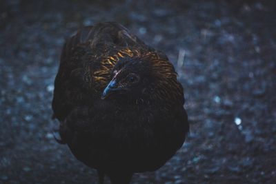 Close-up of bird