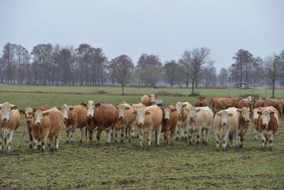 Cows grazing in field