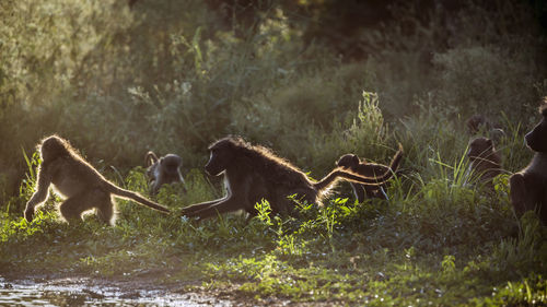 Monkeys in a forest