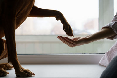 Vizsla dog giving paw to woman owner. girl teaching pet a command, sitting on the windowsill at home