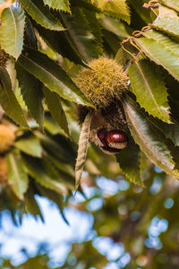 Close-up of insect on plant