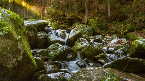 Stream flowing through rocks in forest