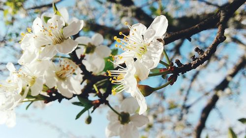 Apple blossoms in spring