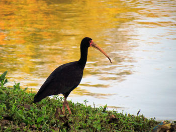 High angle view of bare-faced ibis on lakeshore