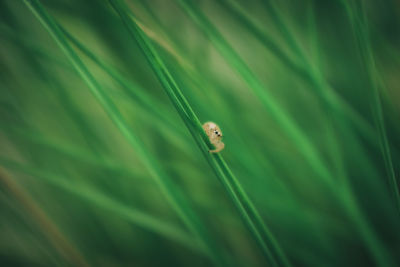 Close-up of insect on leaf