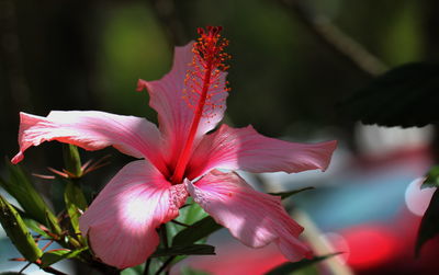 Close-up of pink hibiscus flower