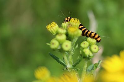 Close-up of butterfly pollinating on yellow flower