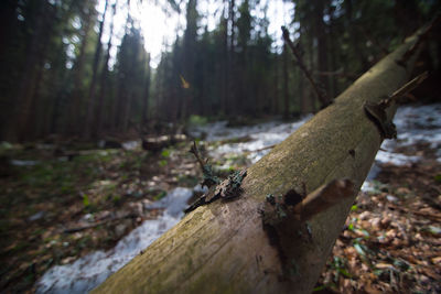 Close-up of lizard on tree trunk in forest