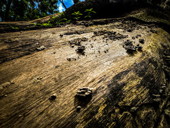 Close-up of tree trunk