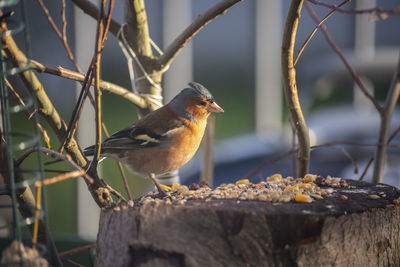 Close-up of bird perching on branch