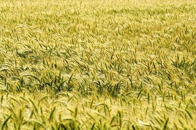 Full frame shot of corn field