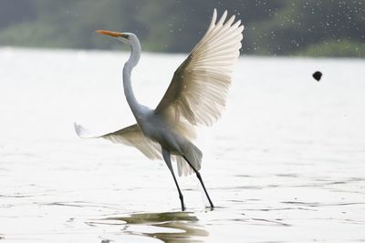 Close-up of bird flying over lake